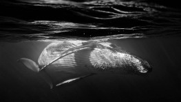tonga humpback whale,  